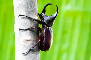  dream mei beetle