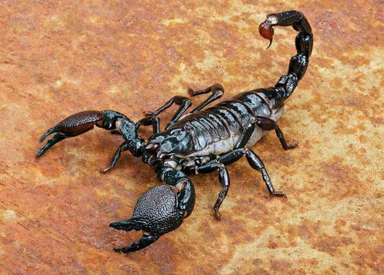  Dream oer Black Scorpion